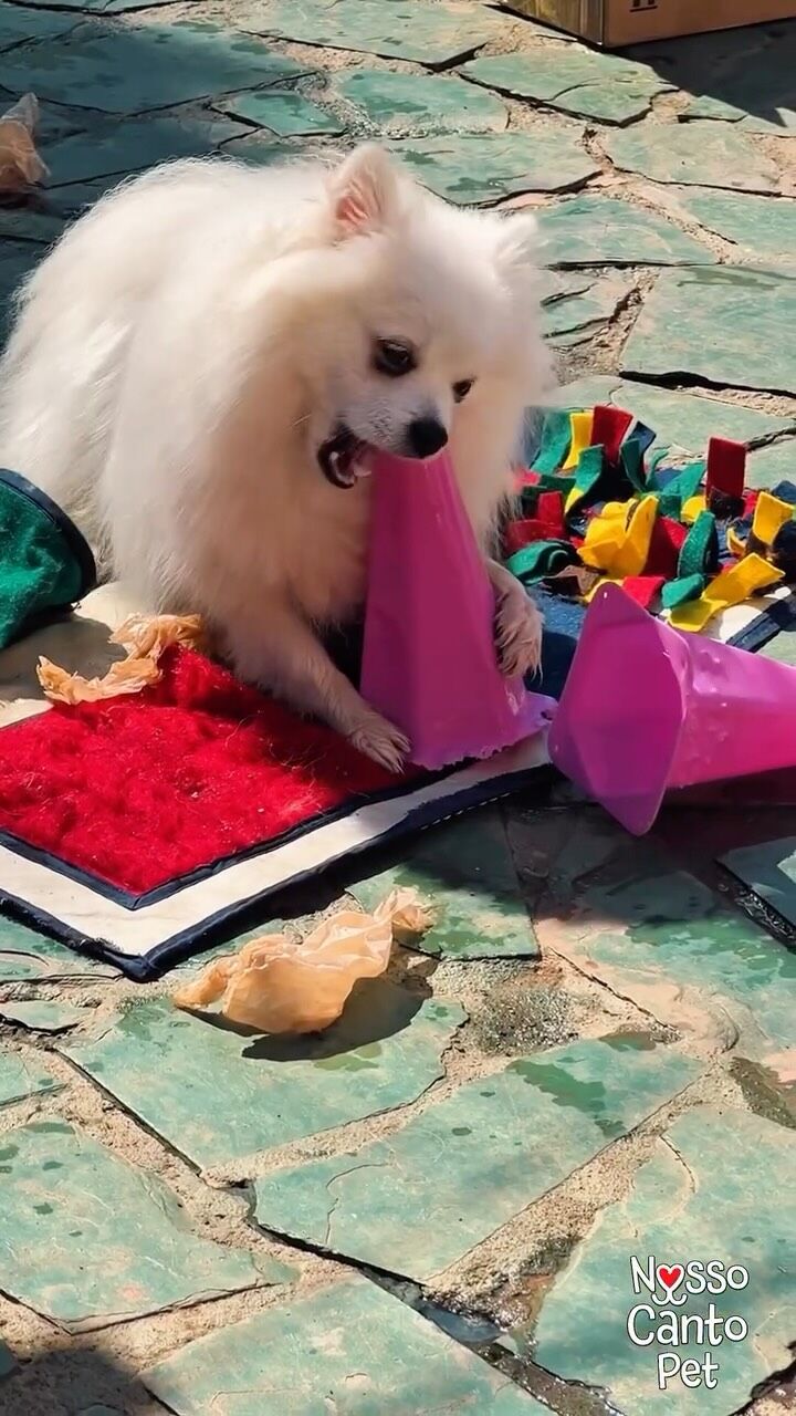 Cão brincando com brinquedos de enriquecimento