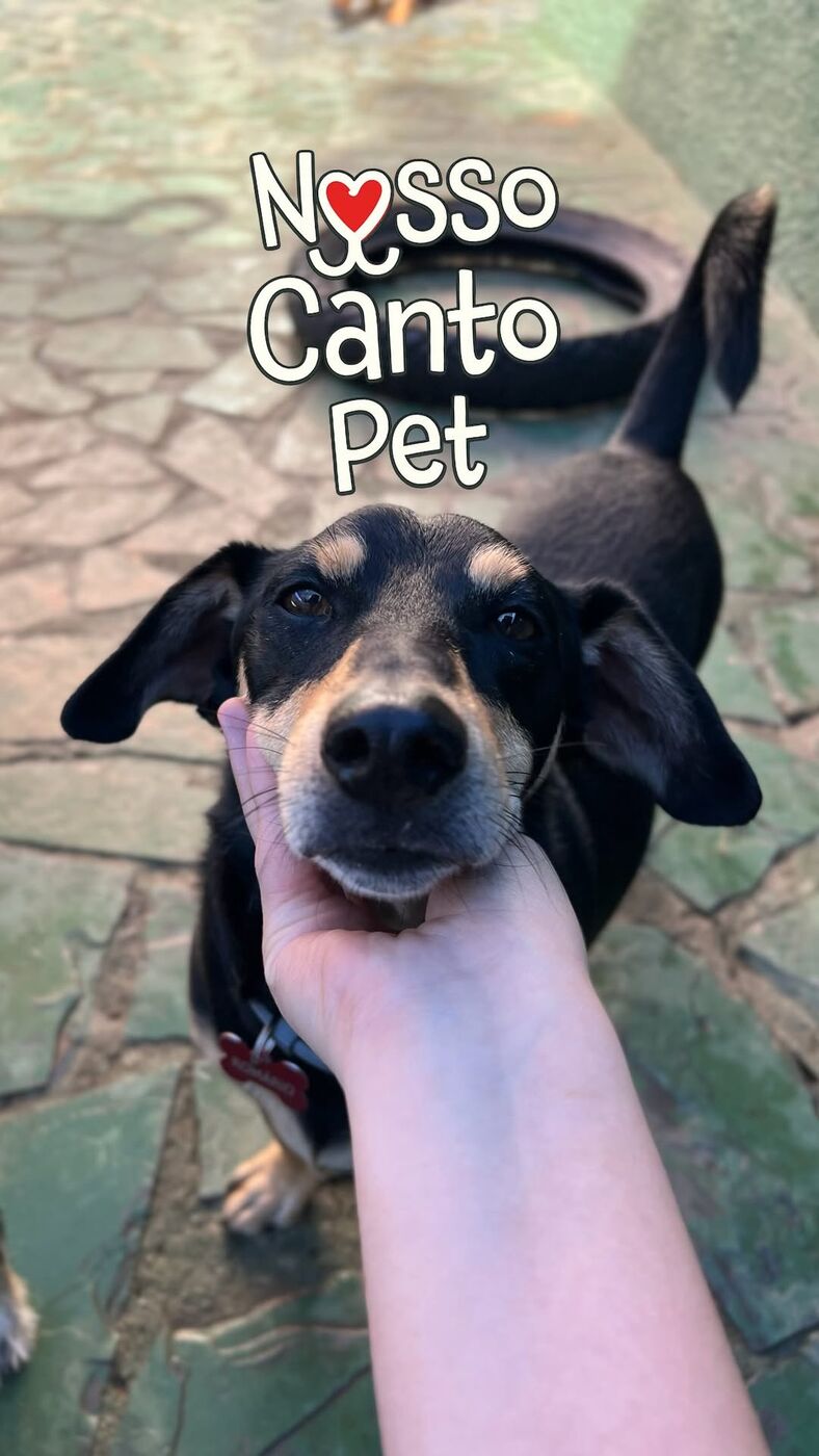 Cão da creche perto da câmera