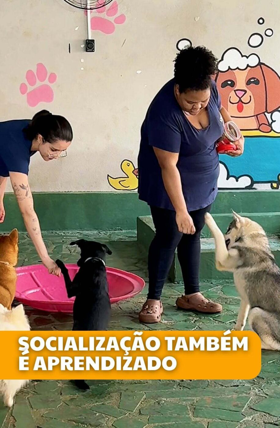 Cão no acompanhamento de saúde