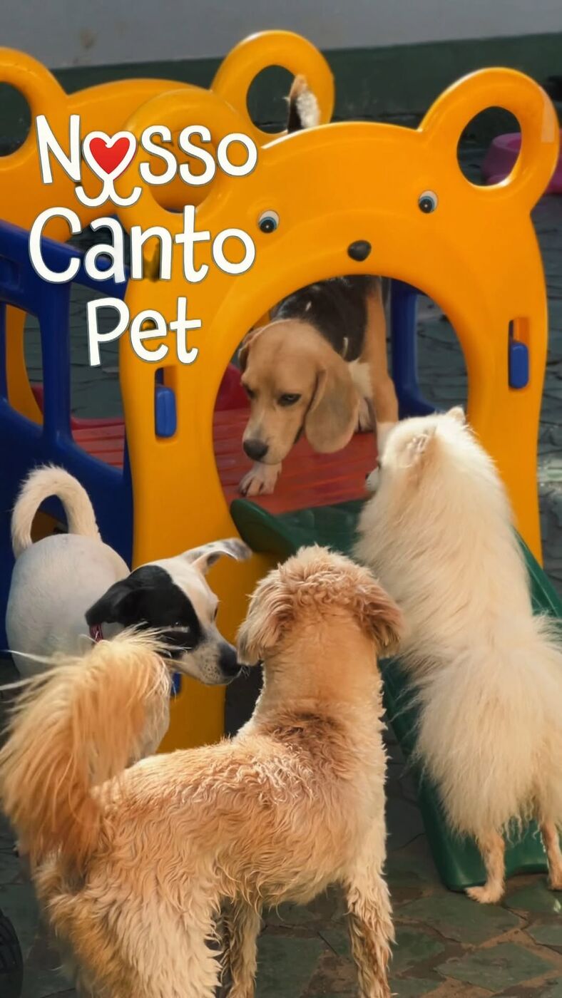 Cães brincando na área de recreação