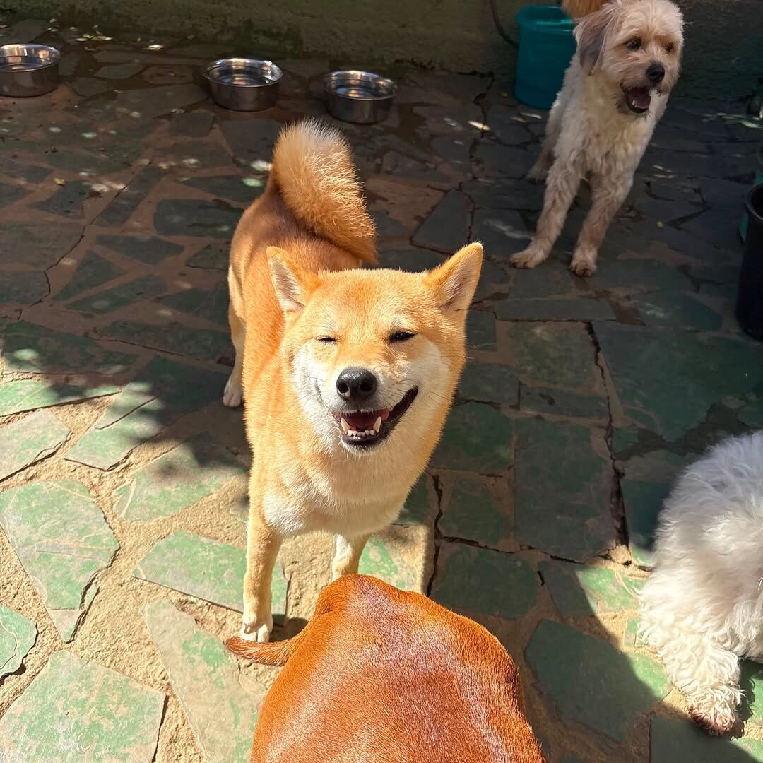 Cães na área externa da creche do Nosso Canto Pet